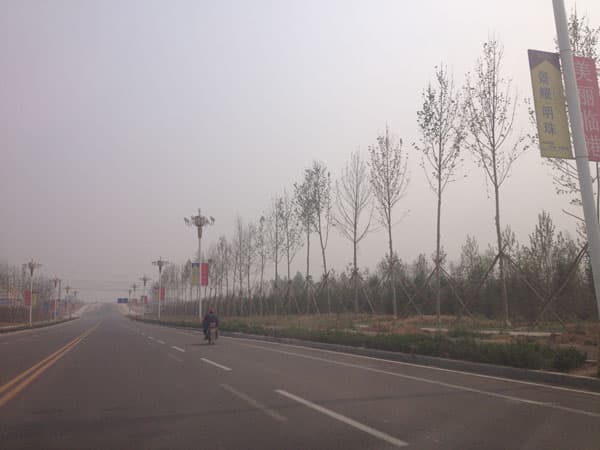 临港经济开发区道路绿化工程 3